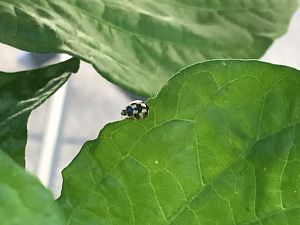 IMG_3778