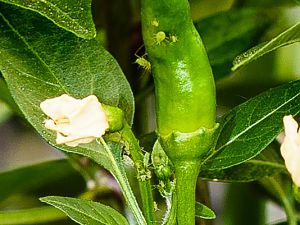 DSC1067
