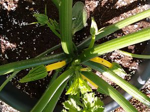 Gelbe Zucchini