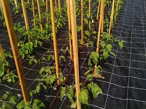 IMG_20170615_155215