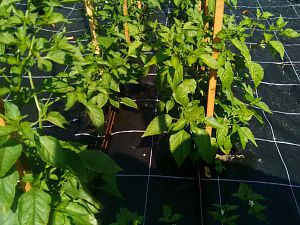 IMG_20170615_155306