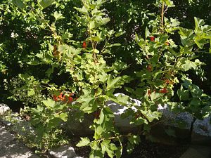 IMG_20170615_160927721