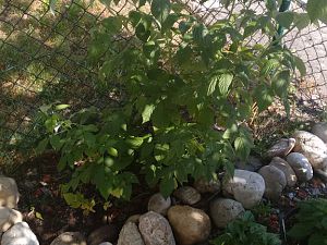 IMG_20170615_160936853