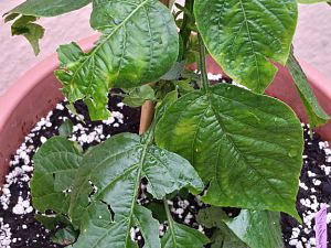 20170615_183052_Richtone(HDR)