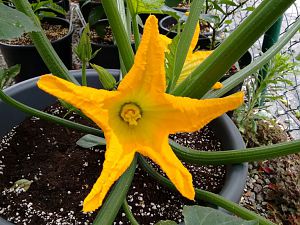 IMG_20170617_100221935