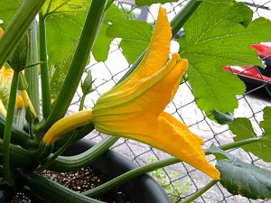 IMG_20170617_100237206