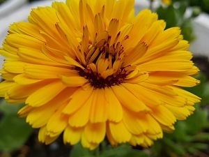 Ringelblume 17.06.17