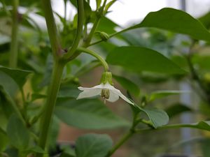 Maries Annuum Blüte