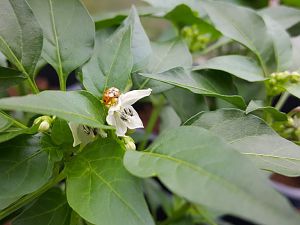 Bassotto Blüte