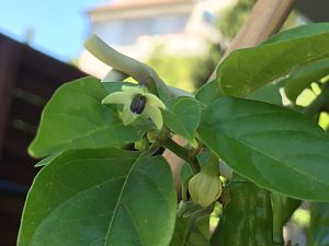 Blüte von meine unbekannte Chinense?