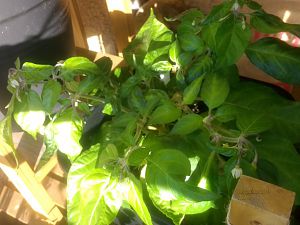 IMG_20170618_190431382