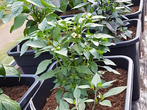 1. Reihe_Annuum