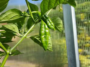 Limon Long F4 Nr.5, 18.06.17