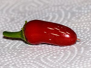 DSC1352