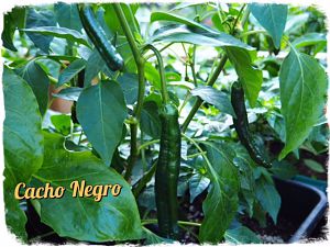 IMG_0440