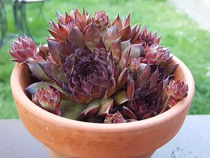 Sempervivum rot