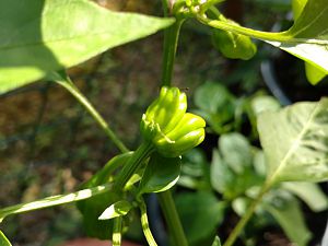IMG_20170628_190028355