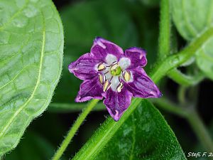Rocoto Grandis