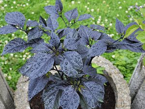Orange Bhut X Neyde