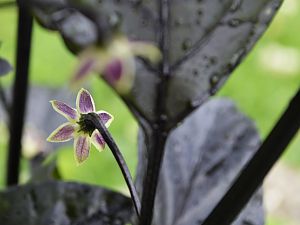 Orange Bhut X Neyde