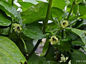 Fatalii
