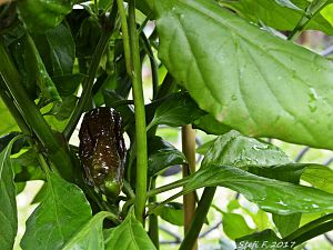 Fatalii