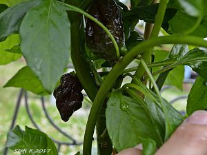 7Pot Douglah