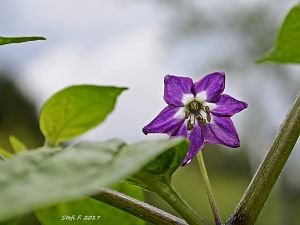 verkreuzter Minirocoto gelb