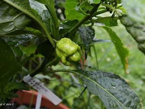 Habanero Pastel
