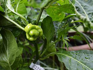 Habanero Pastel