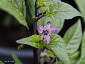 Maldavian Heart x Purple Bhut