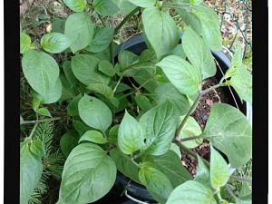 IMG_20170625_093404794_