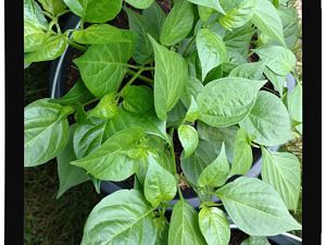 IMG_20170625_093422347_