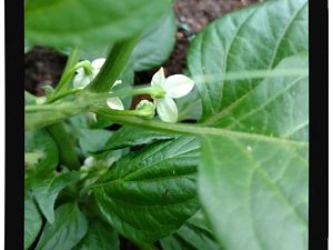 IMG_20170625_093436209_