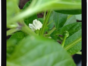 IMG_20170625_093507183_TOP_