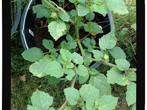 IMG_20170625_093524336_