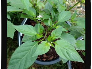 IMG_20170625_093543303_