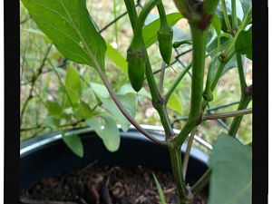IMG_20170625_093552362_