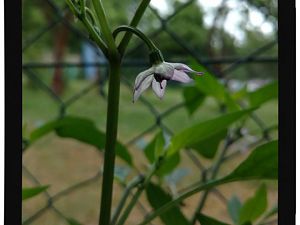 IMG_20170625_093601985_