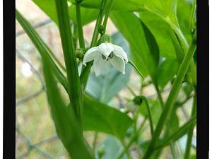IMG_20170625_093623615_