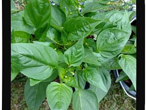IMG_20170625_093630732_