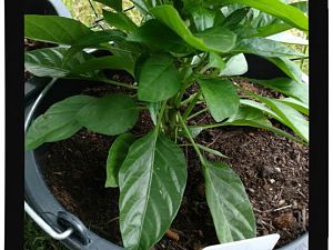 IMG_20170625_093644855_