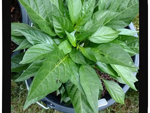 IMG_20170625_093650379_