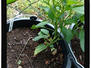 IMG_20170625_093716930_