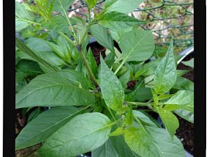 IMG_20170625_093731680_
