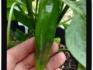 IMG_20170625_093751949_