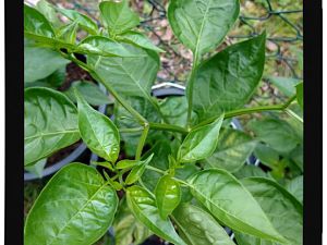IMG_20170625_093834654_