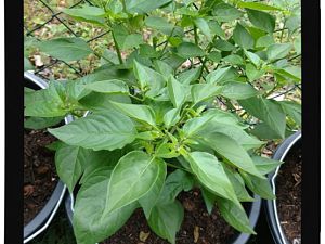 IMG_20170625_093843346_