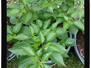 IMG_20170625_093845796_