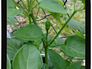 IMG_20170625_093905653_
